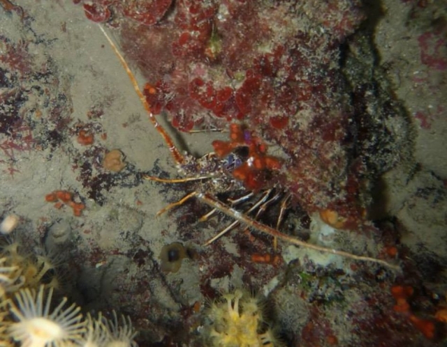 Animal mimetizado con el fondo